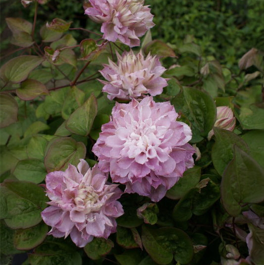 Clematis Dancing Smile