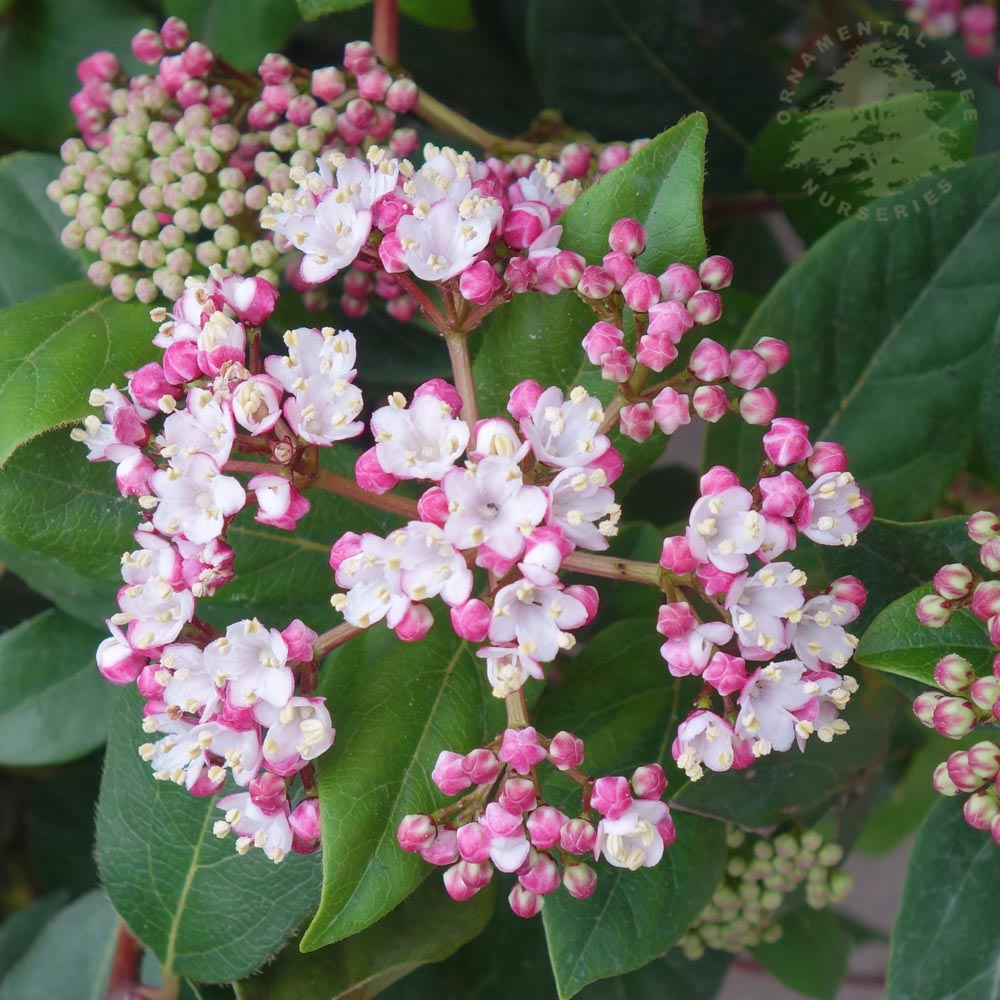 Viburnum tinus 'Eve Price'