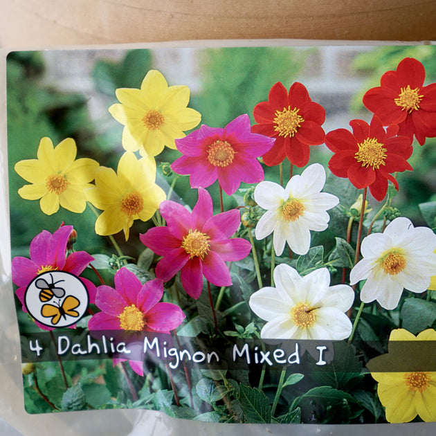 Dahlia Mignon Tubers Mix packet