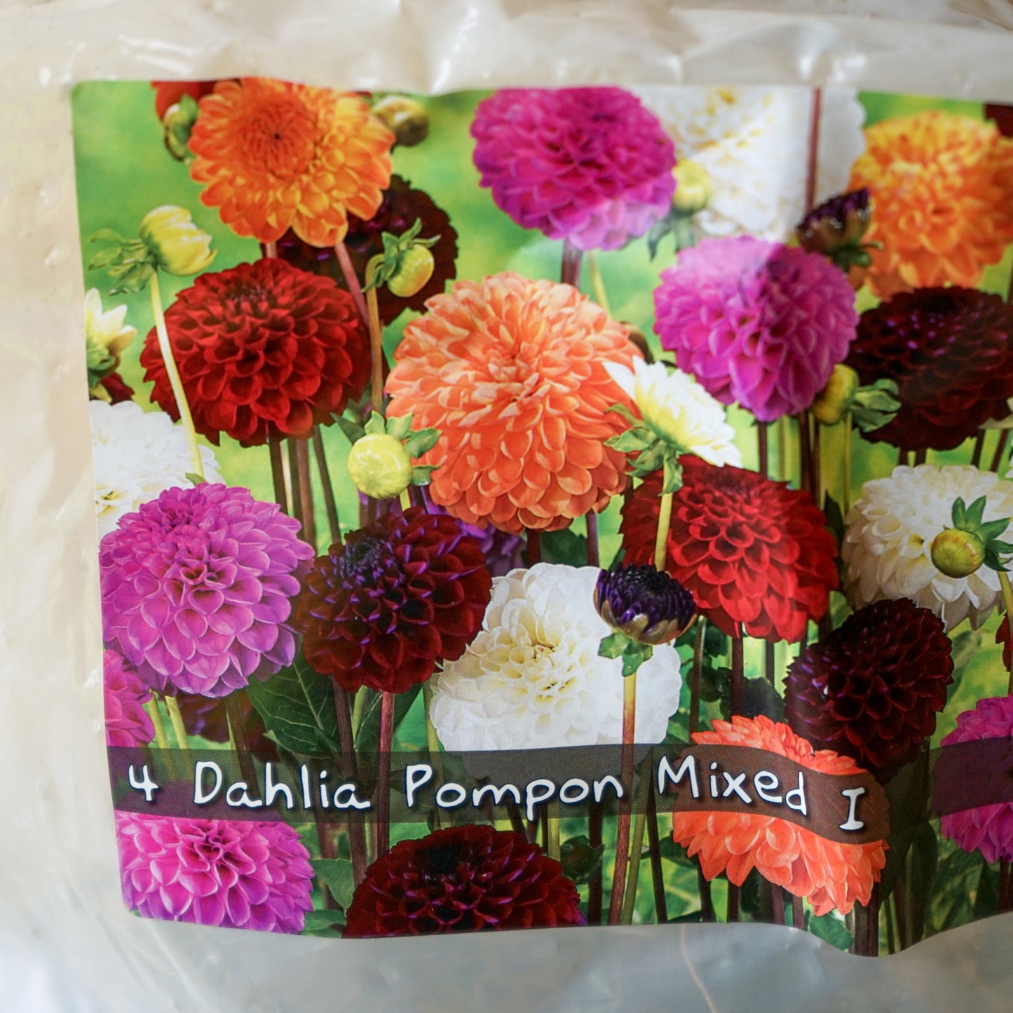 Dahlia Pompon Tubers Mix packet