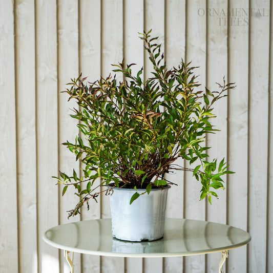 Deutzia_Yuki_Snowflake bush in pot