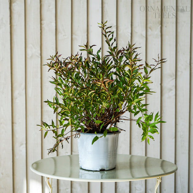 Deutzia_Yuki_Snowflake bush in pot