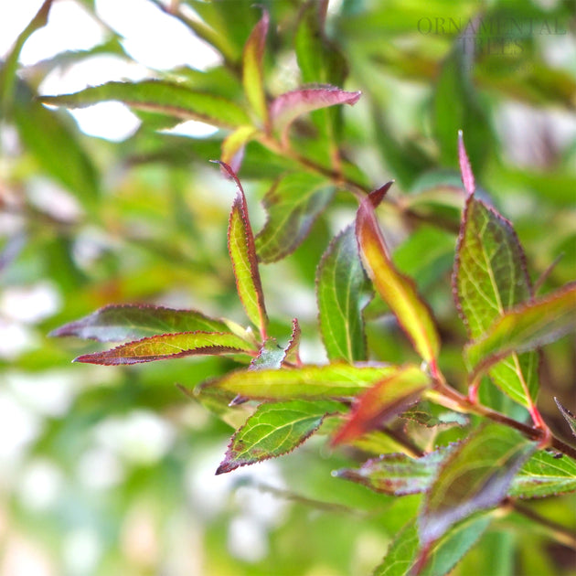 Deutzia Yuki 'Snowflake' leaves 