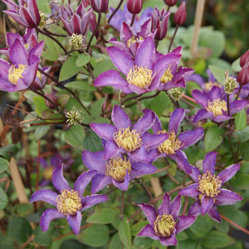 Clematis 'Exciting'