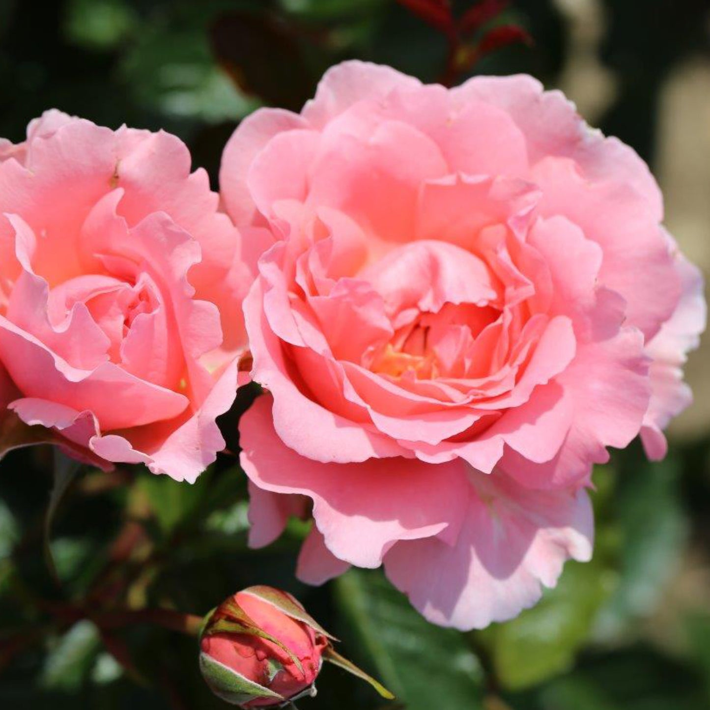 Rose 'English Miss'