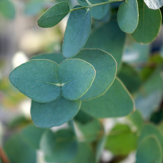 Eucalyptus gunnii Tree