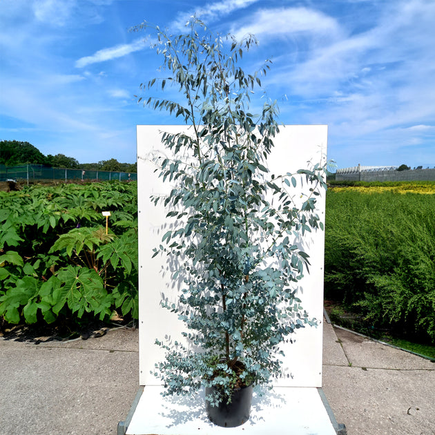 Eucalyptus Silverana multistem in pot