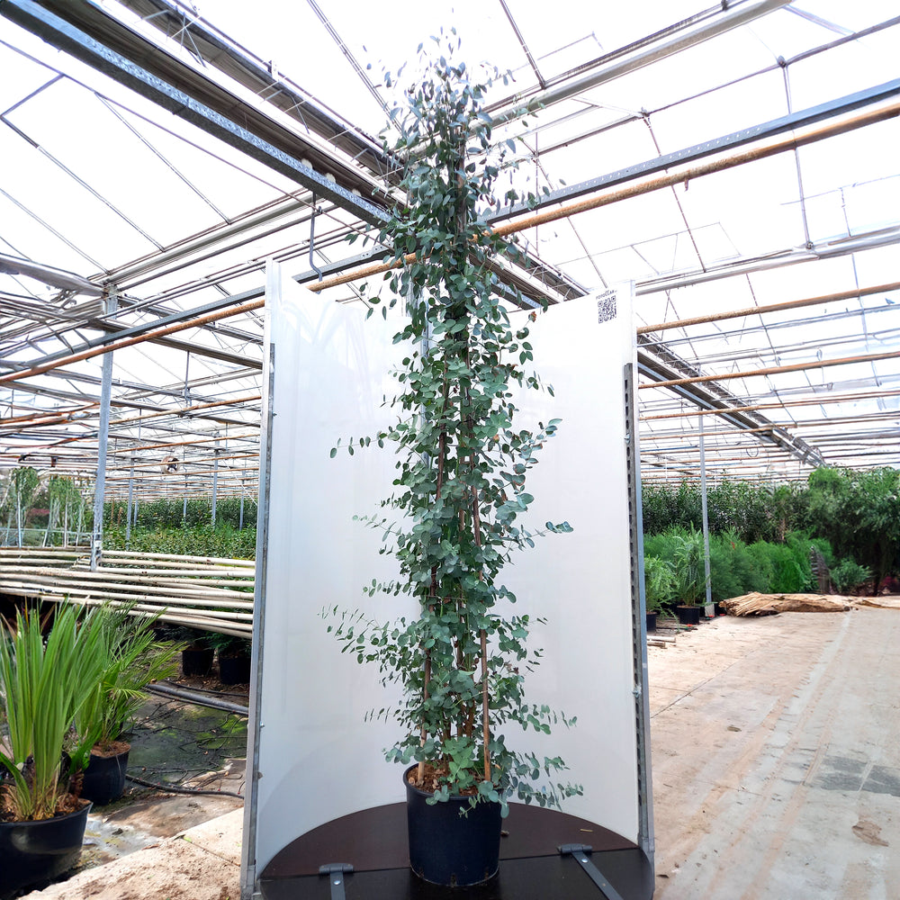 Eucalyptus gunnii multistem tree in pot