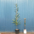 Eucalyptus gunnii single stem tree in pot