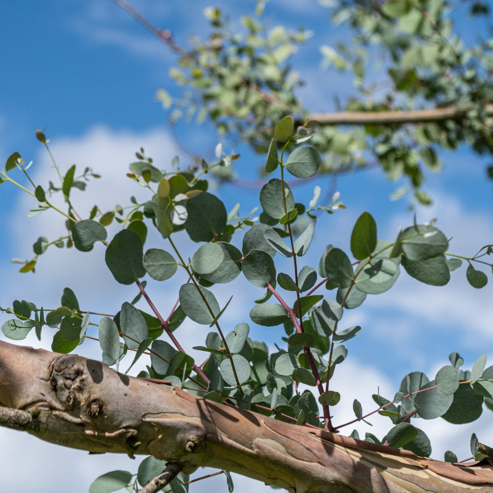 Eucalyptus gunnii leaves and bark