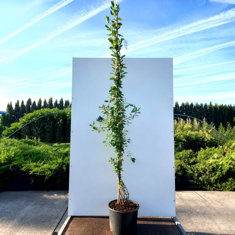 Exochorda x macrantha 'The Bride' Tree