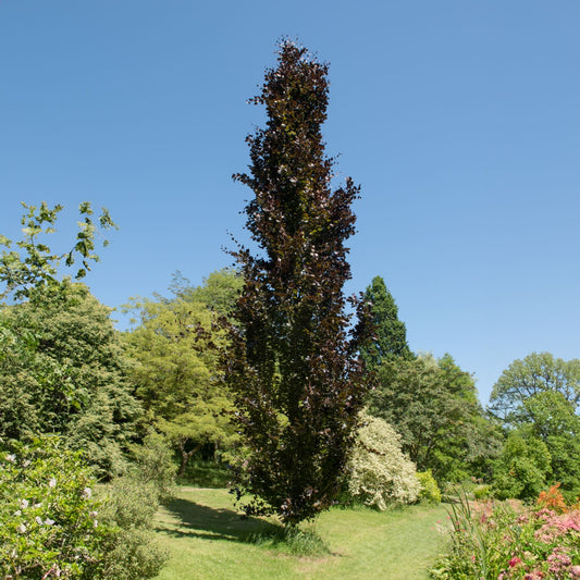 Fagus sylvatica 'Dawyck Purple' Tree