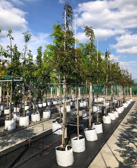 Gleditsia triacanthos 'Rubylace' tree