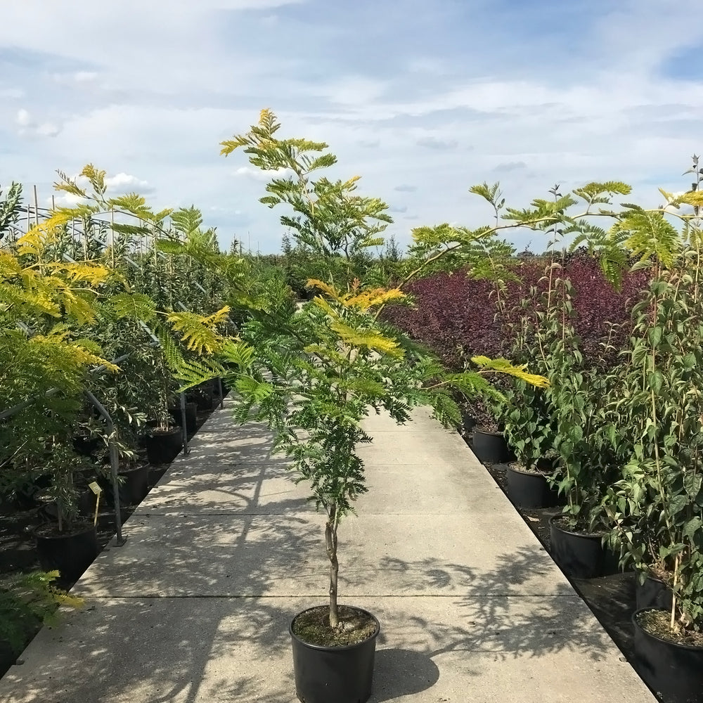 Gleditsia triacanthos 'Sunburst' Tree