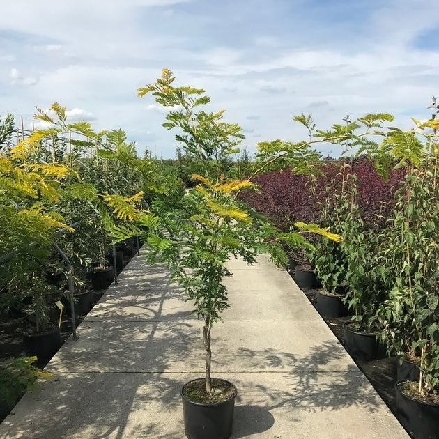 Gleditsia Sunburst tree in pot