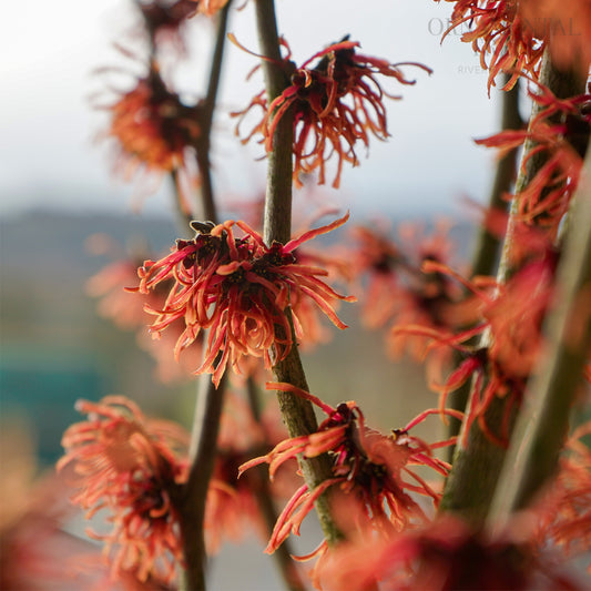 Hamamelis × intermedia 'Ruby Glow' Witch Hazel