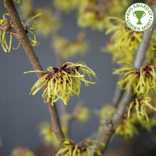 Hamamelis x intermedia 'Pallida'