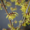 Hamamelis x intermedia 'Pallida' Witch Hazel