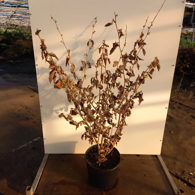 Hamamelis x intermedia 'Pallida' in pot