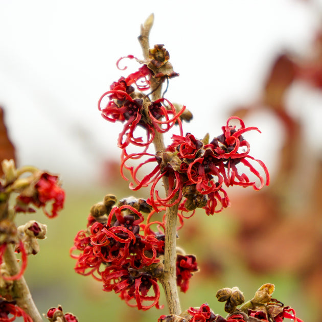 Hamamelis 'Rubin' Flowers 