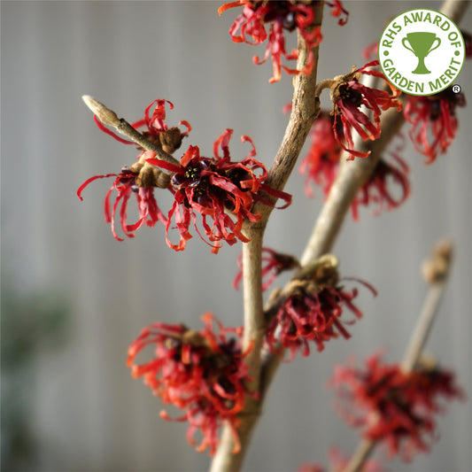 Hamamelis x intermedia 'Diane'