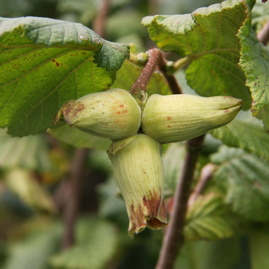 Hazelnut 'Webb's Prize Cob' tree