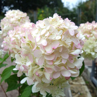 Hydrangea paniculata 'Limelight' Shrub