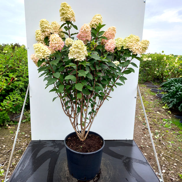 Hydrangea paniculata 'Limelight' Shrub