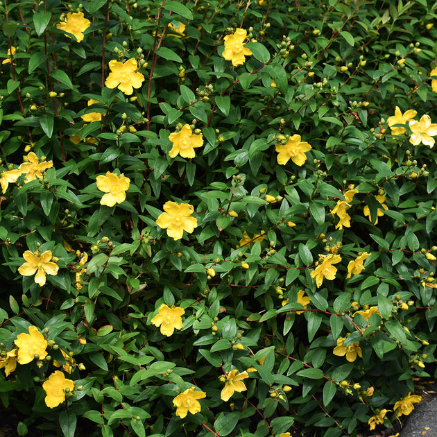 Hypericum 'Hidcote'