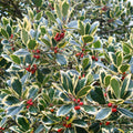 Ilex x altaclerensis 'Golden King' Holly tree