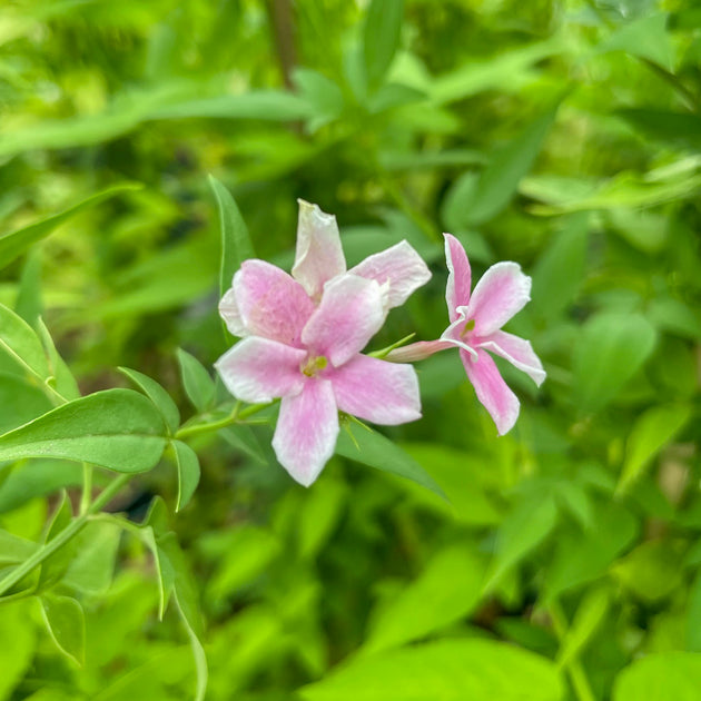 Jasminum 'Starry Starry Summer Scent' flowers