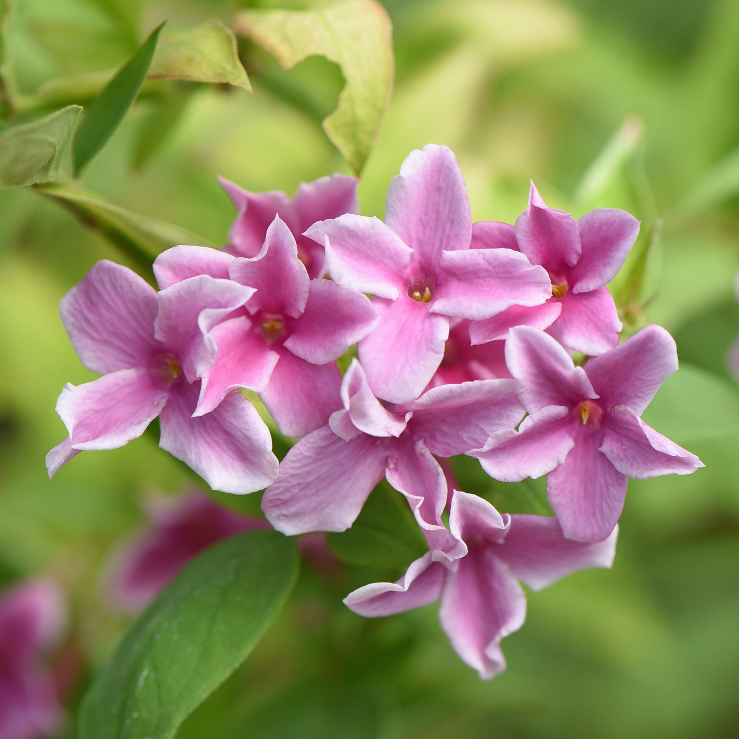 Jasminum x stephanense 'Starry Starry Summer Scent' Jasmine