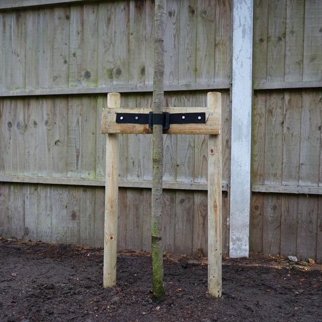 Large tree staking kit in use