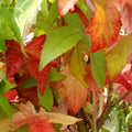 Liquidambar styraciflua 'Lane Roberts' Leaves 