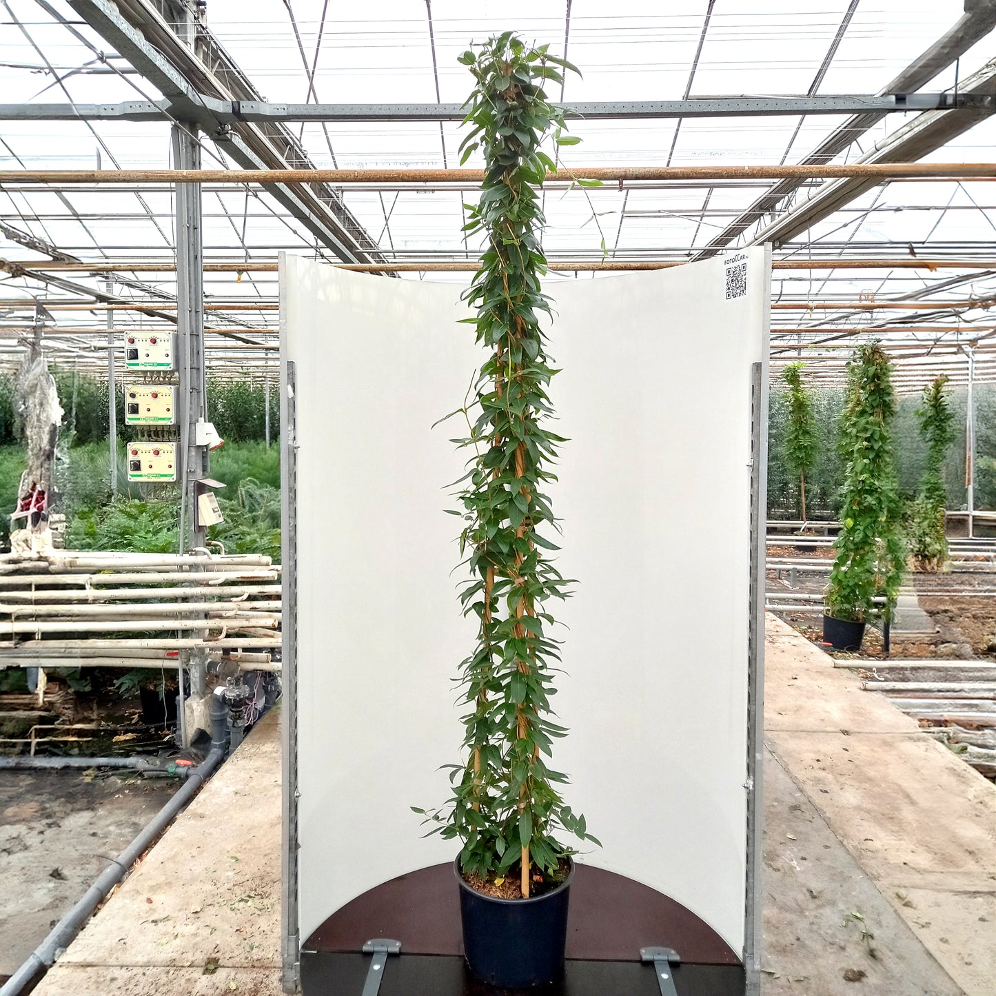 Lonicera Henryi canes in pot