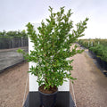 Magnolia stellata large bush in pot