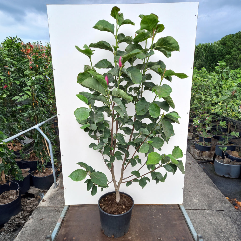 Magnolia Black Tulip bush in pot