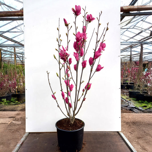 Magnolia Star Burst bush in pot