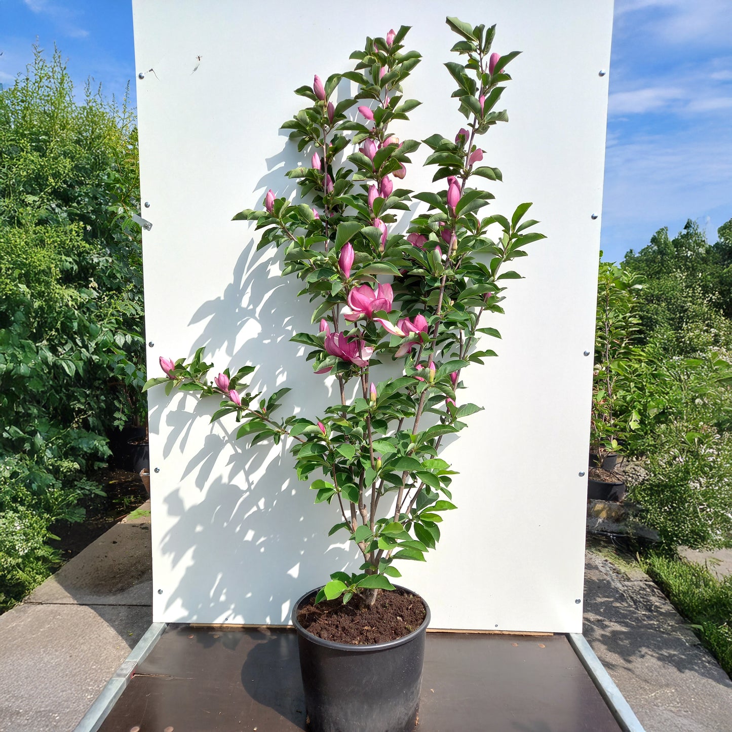 Magnolia Star Burst shrub in flower