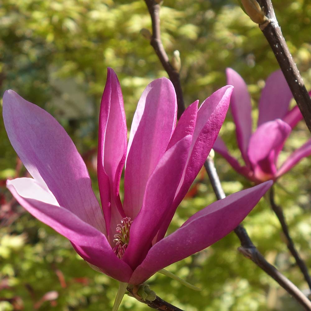 Magnolia 'Susan' tree