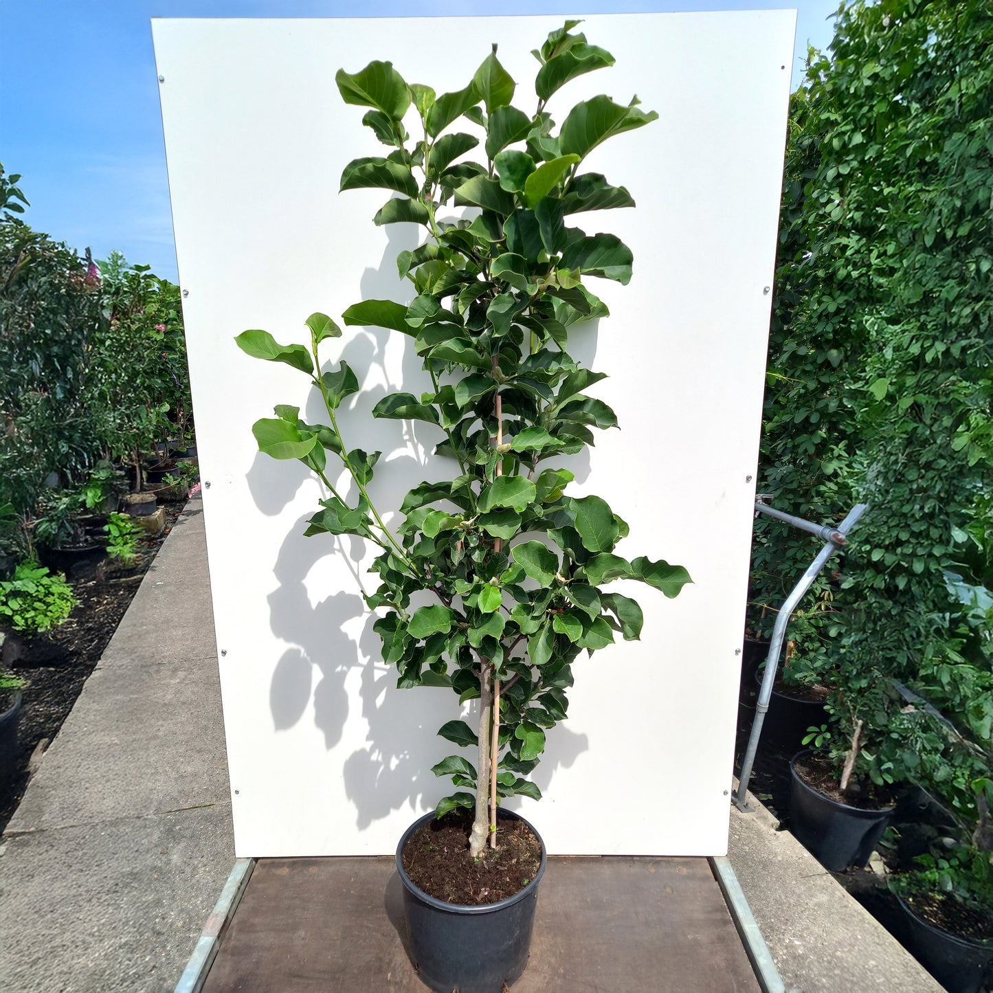 Magnolia Watermelon in pot