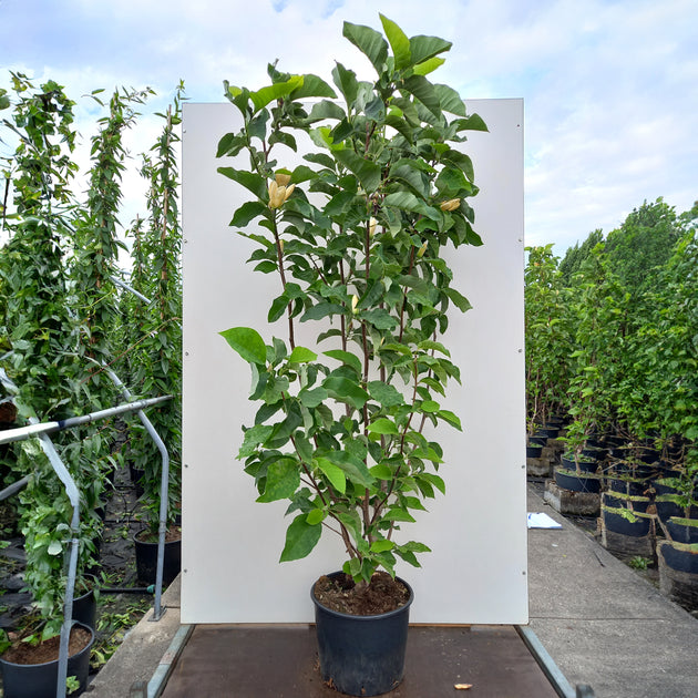 Magnolia Yellow Bird bush in pot