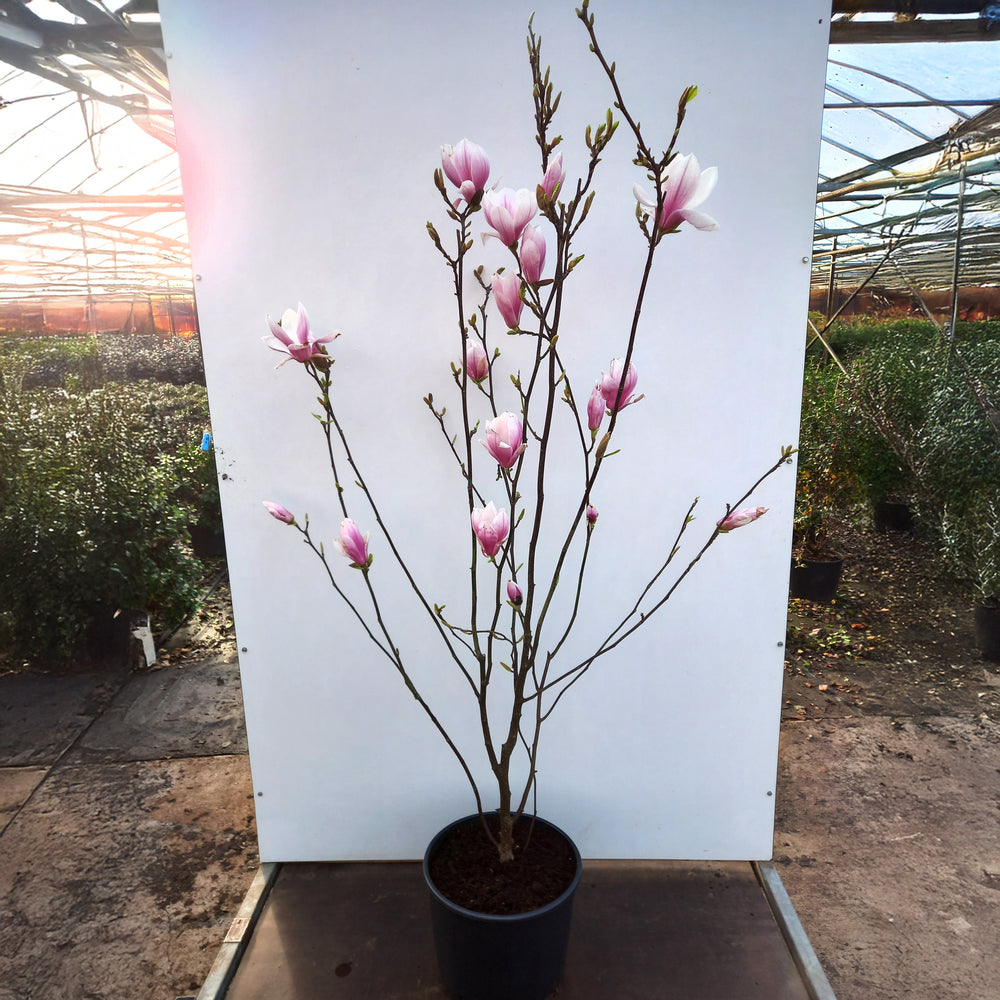 Magnolia x soulangeana flowering bush in pot