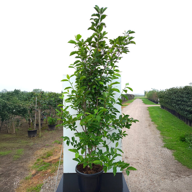 Magnolia x soulangeana bush in pot