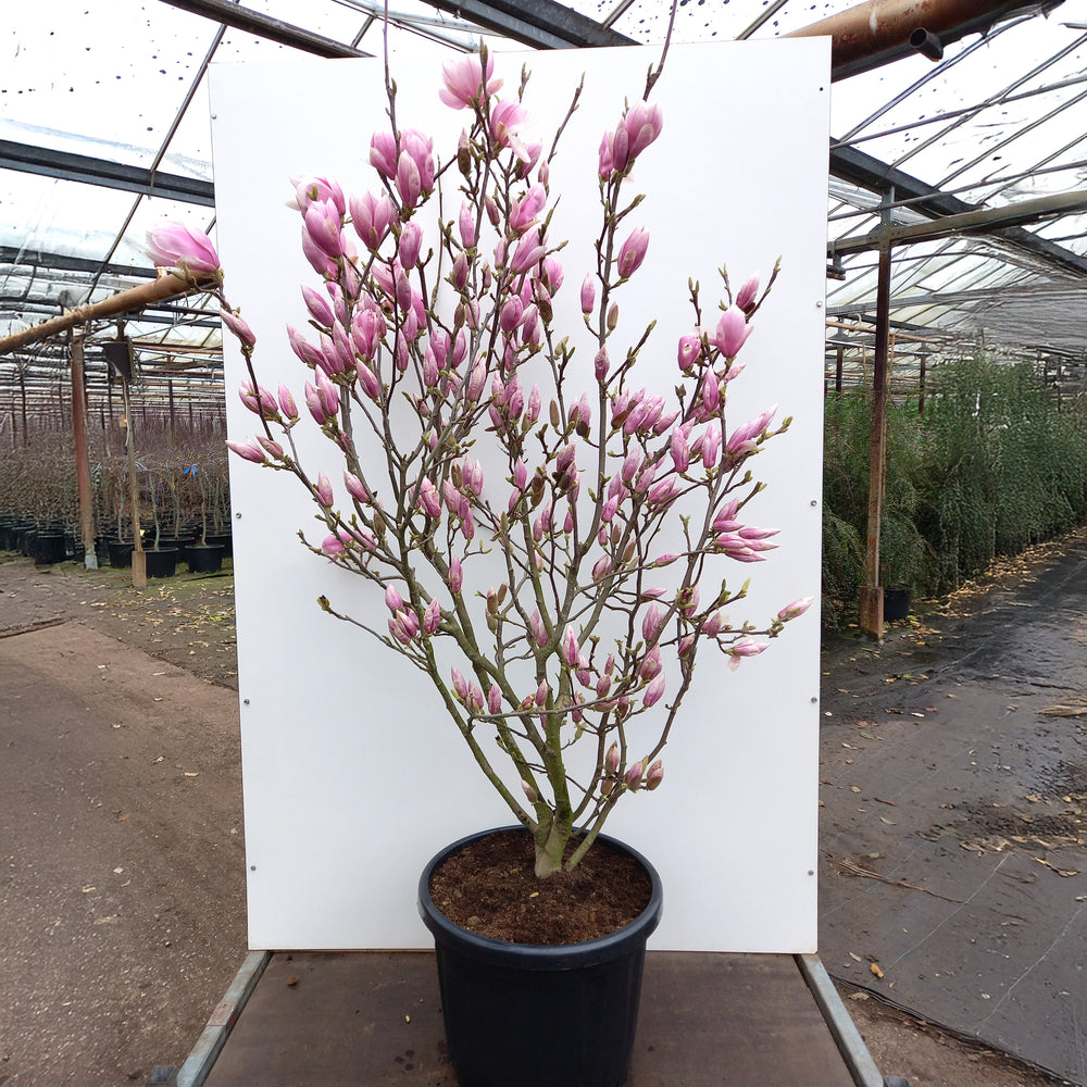 Magnolia x soulangeana large bush in flower