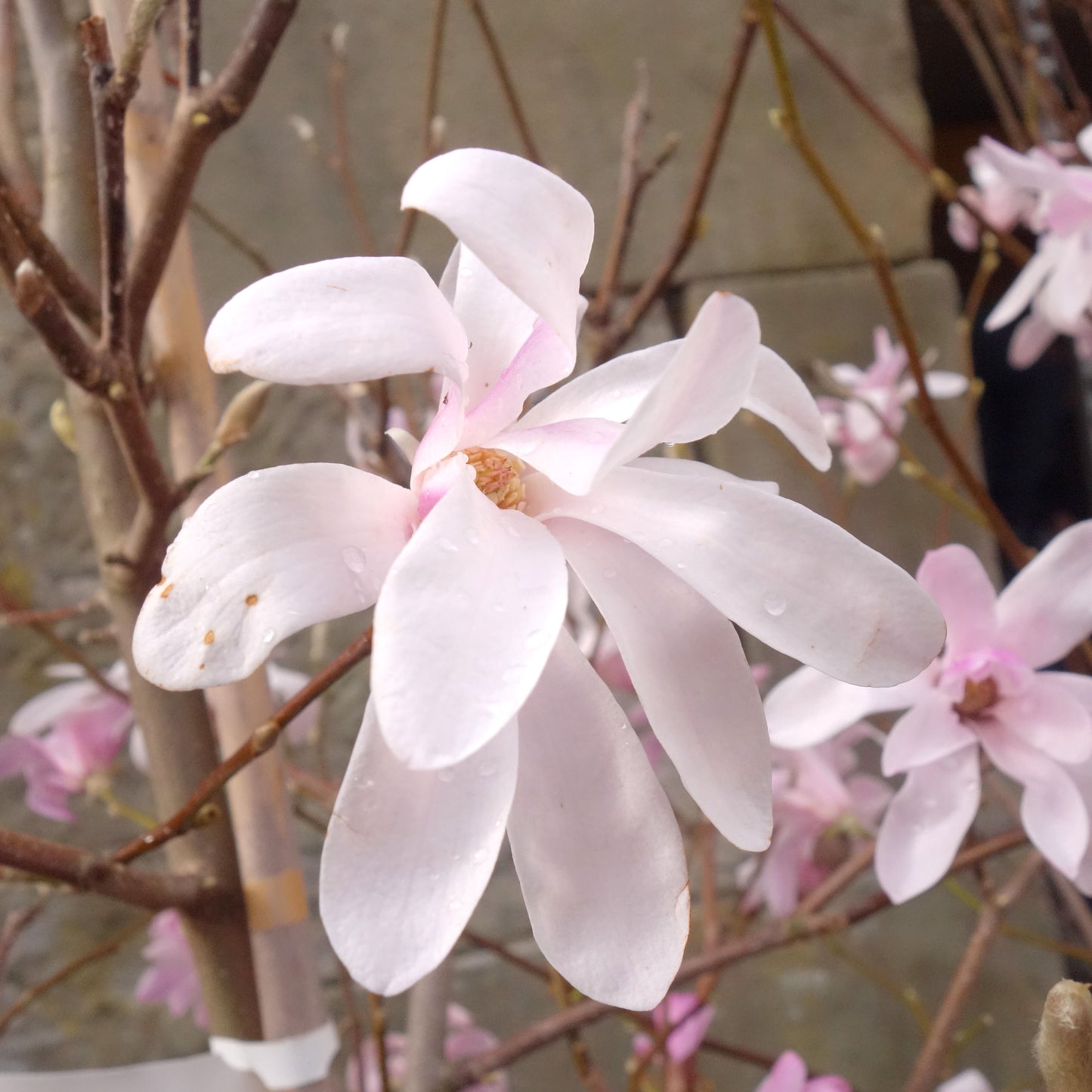 Magnolia x loebneri Merrill