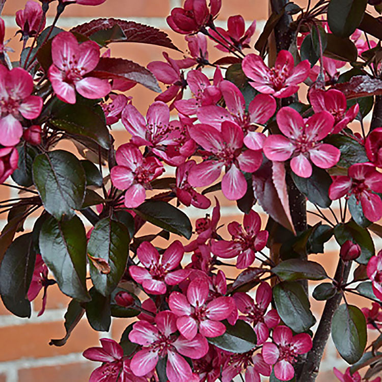 Malus toringo 'Aros' Crab Apple tree