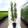 Malus Jonagold U Shaped apple tree in pot