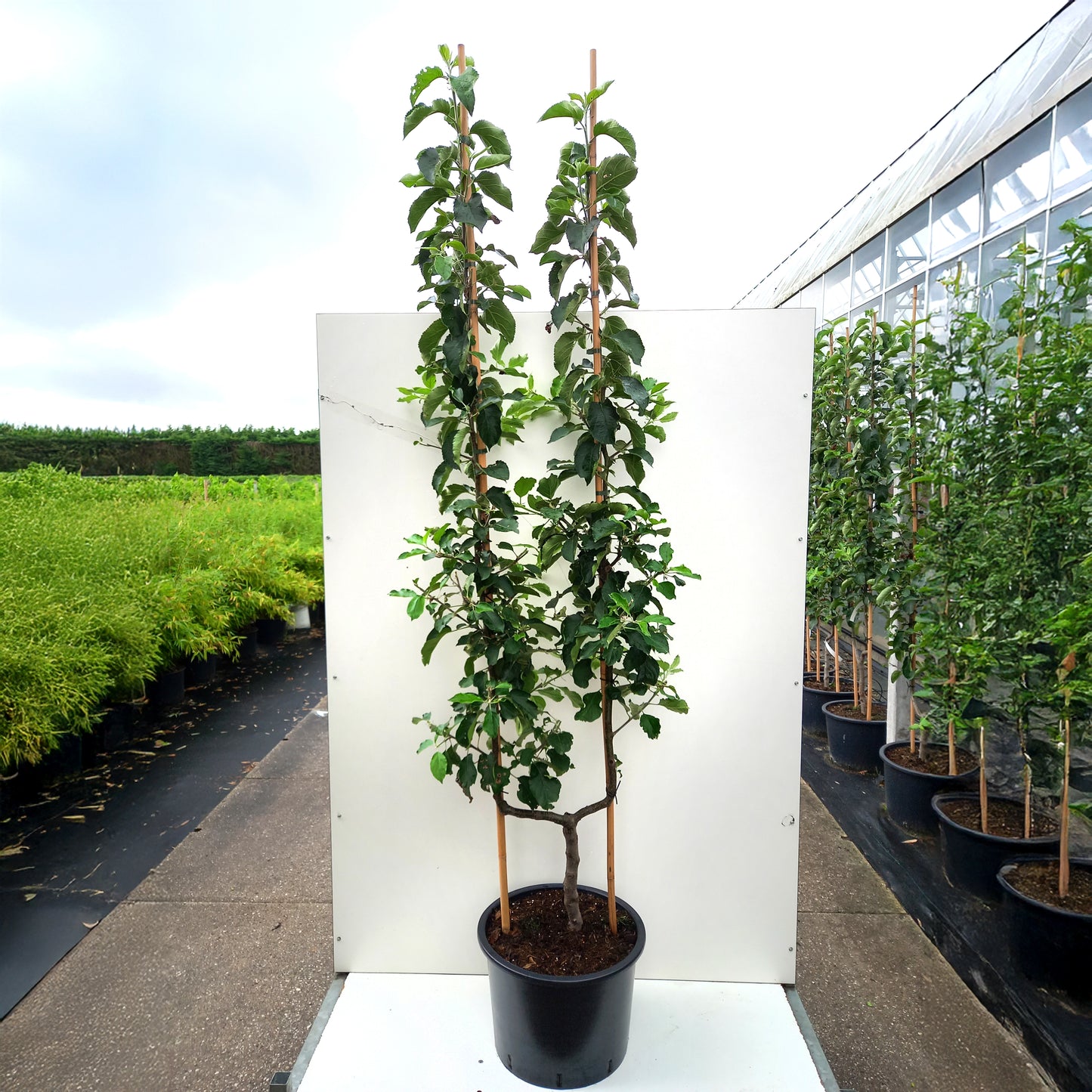 Malus Jonagold U Shaped apple tree in pot