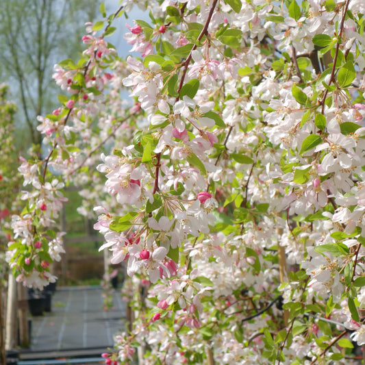 Malus 'Sun Rival' Tree